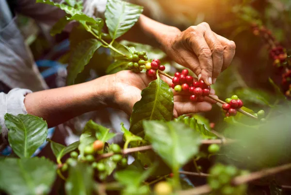 Frutos do cafeeiro